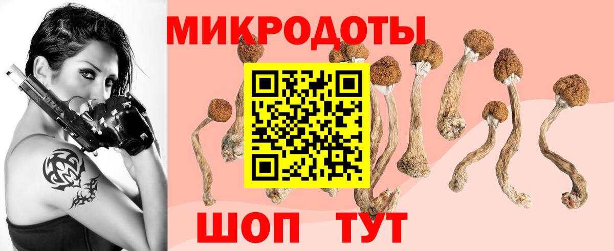 Псилоцибиновые грибы Psilocybe Черкесск